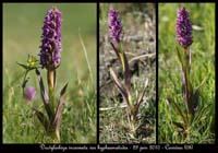 141 Dactylorhiza incarnata var hyphaematodes