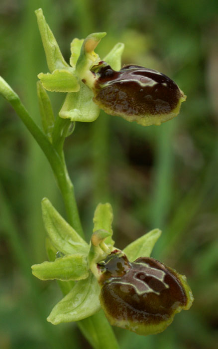 Ophrys araneola x aranifera