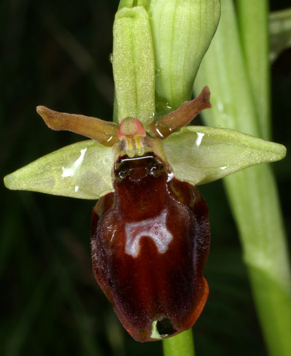 Ophrys insectifera x aranifera