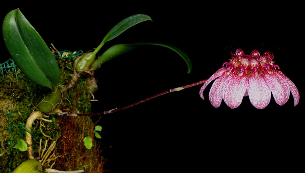 http://www.orchid-nord.com/b_page/bulbo_eberhardtii/Bulbophyllum-eberhardtii.jpg