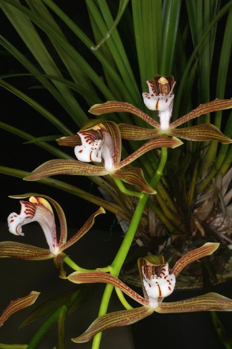 http://www.orchid-nord.com/c_page/cymbidium_erythraeum/Cymbidium-erythraeum2.jpg