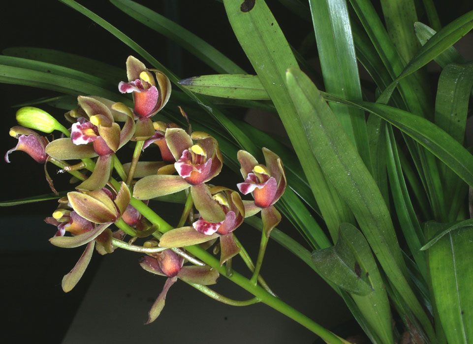 http://www.orchid-nord.com/c_page/cymbidium_floribundum/Cymbidium-floribundum.jpg