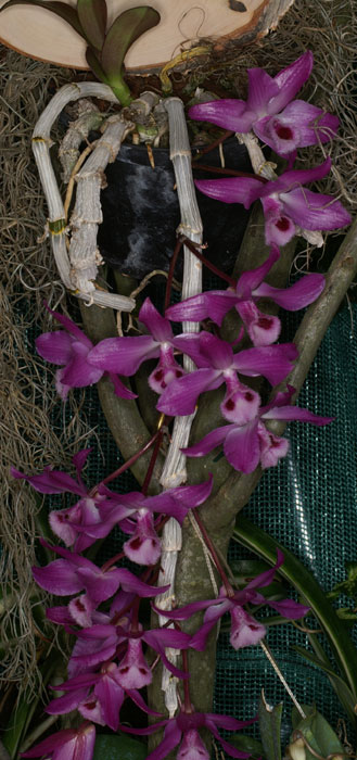 http://www.orchid-nord.com/d_page/Dendrobium_parishii/Dendrobium-parishii2.jpg