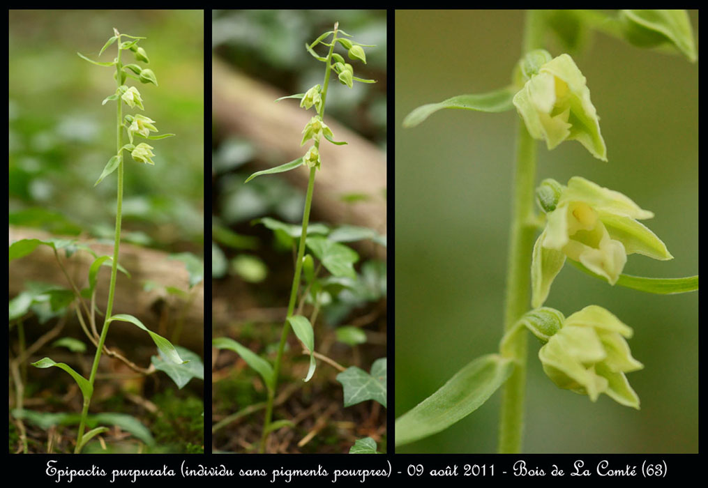 E-purpurata10