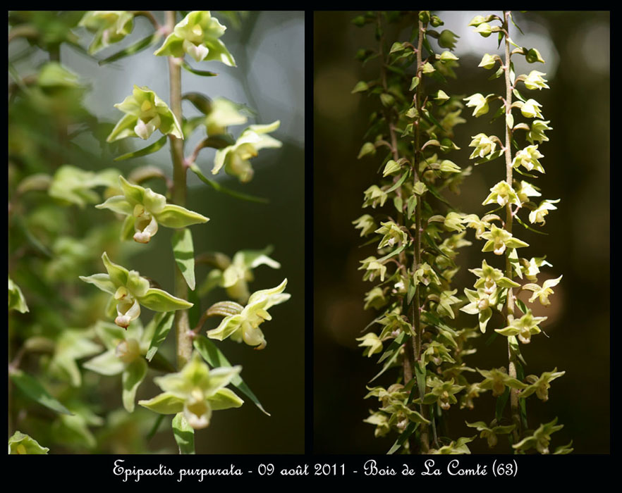 E-purpurata11