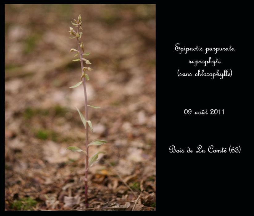 E-purpurata12