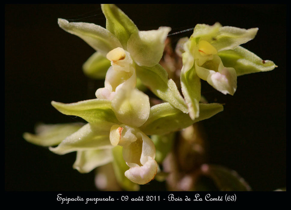 E-purpurata2
