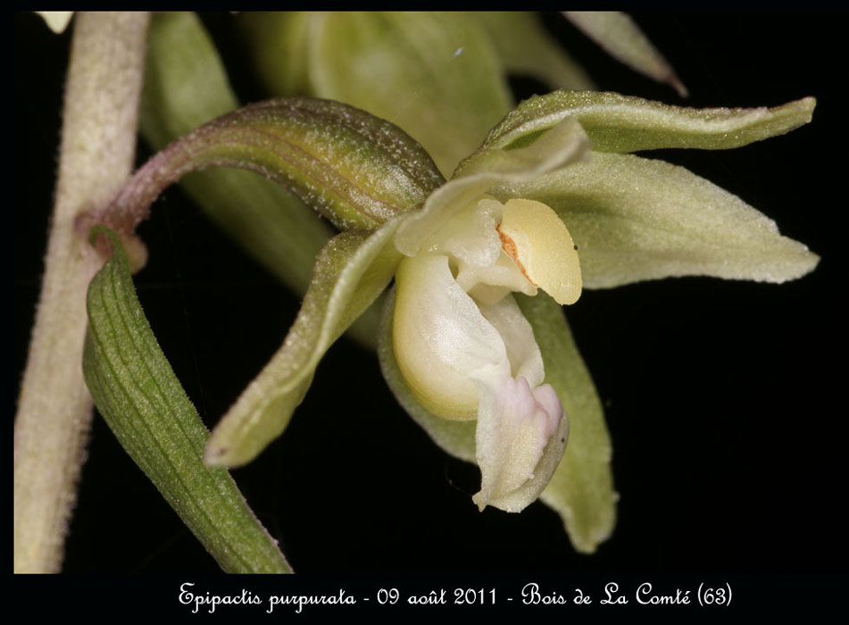 E-purpurata3