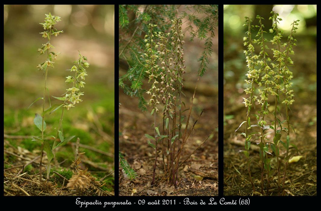 E-purpurata4