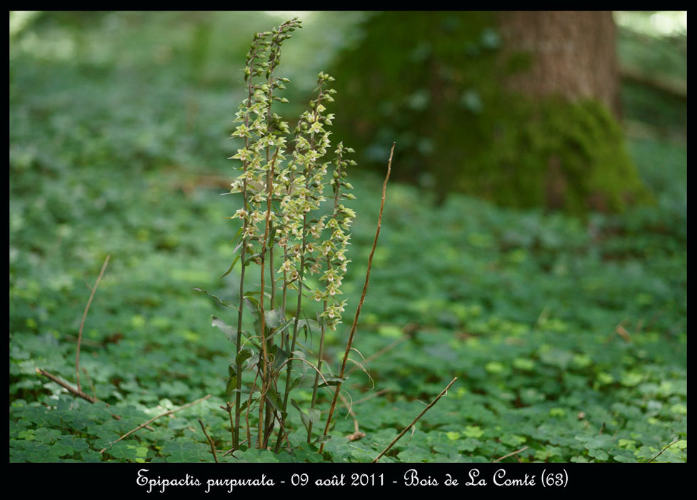 E-purpurata5