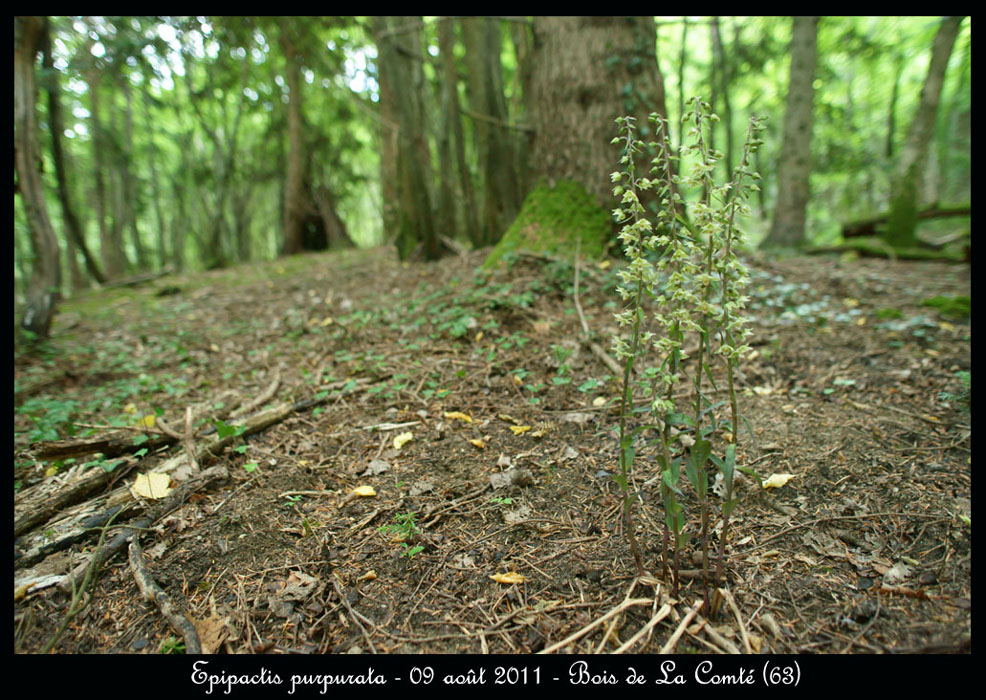 E-purpurata6
