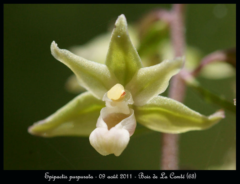 E-purpurata7