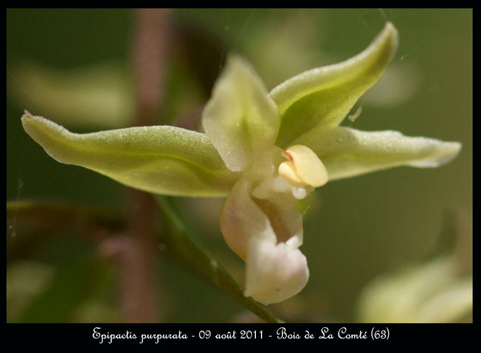 E-purpurata8