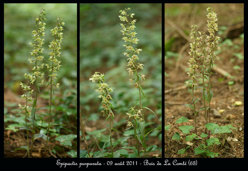 E-purpurata9