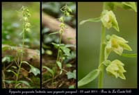 E-purpurata10