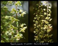 E-purpurata11