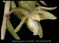 E-purpurata3