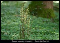 E-purpurata5