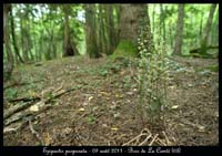 E-purpurata6