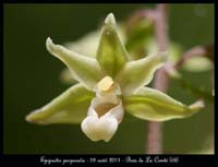 E-purpurata7
