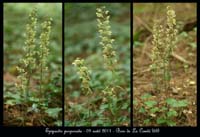 E-purpurata9