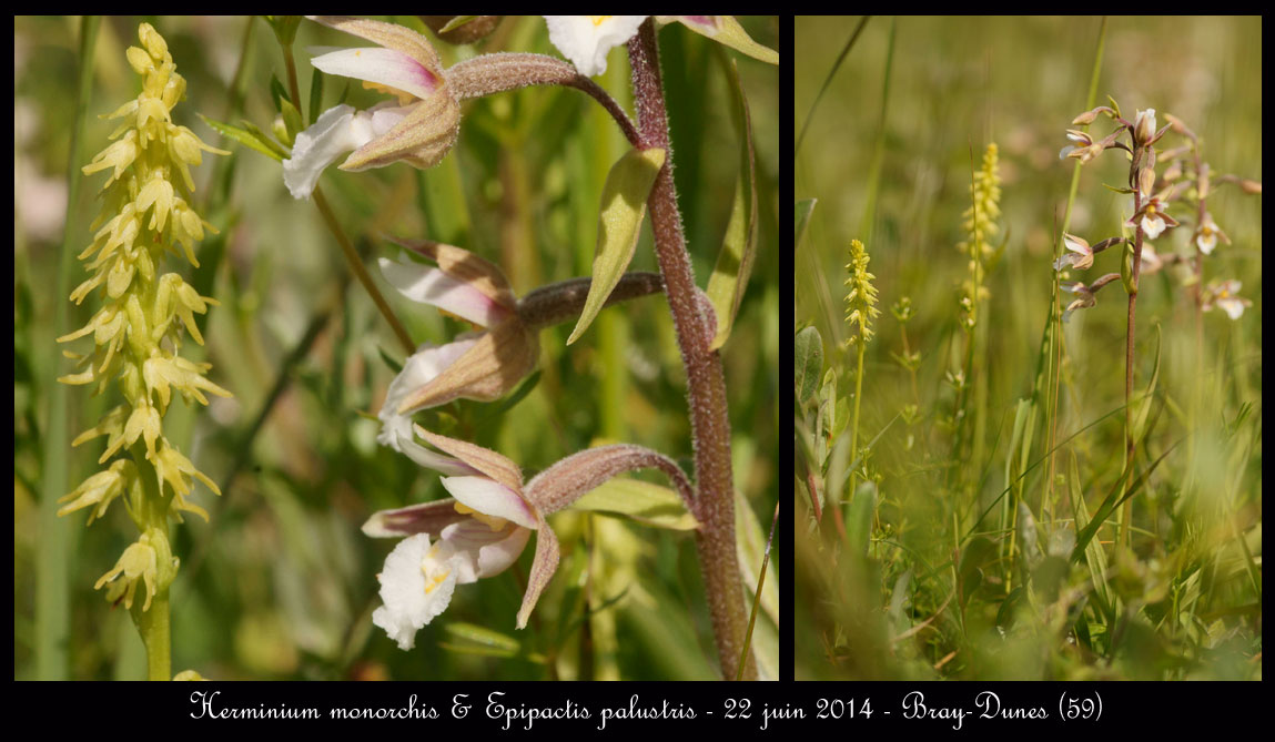 Une orchidée qui sent le miel. Herminium-monorchis-&-Epipactis-palustris