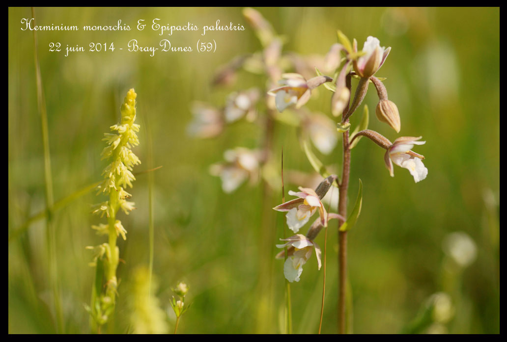 Une orchidée qui sent le miel. Herminium-monorchis-&-Epipactis-palustris2