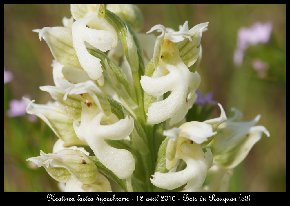 lactea hypo