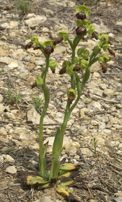 Montagne de la Clape (Aude), 75 m, 17 04 2006