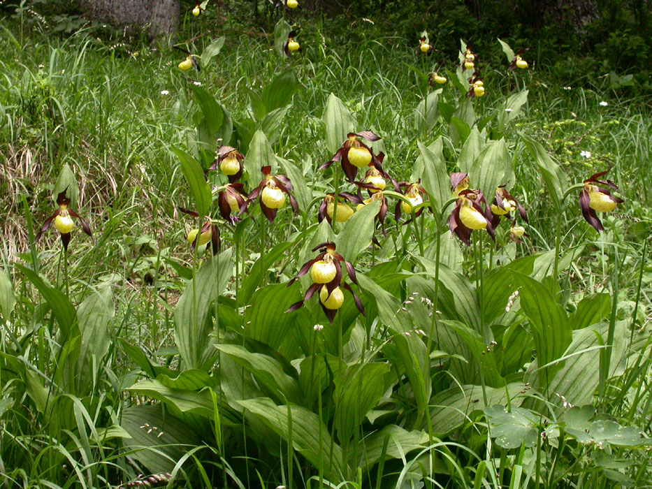 Cypripedium calceolus