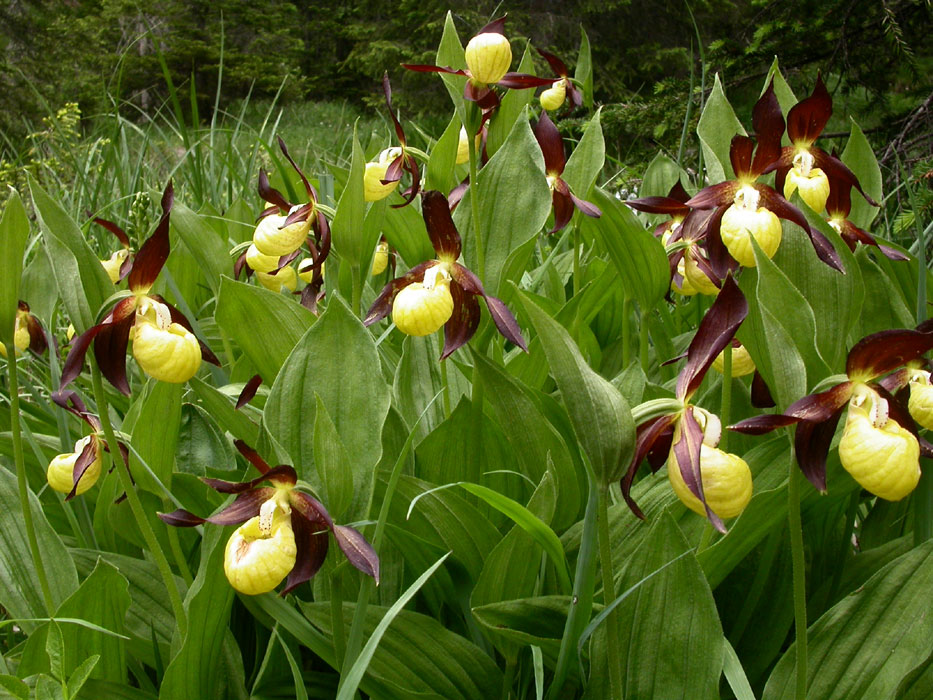 Cypripedium calceolus