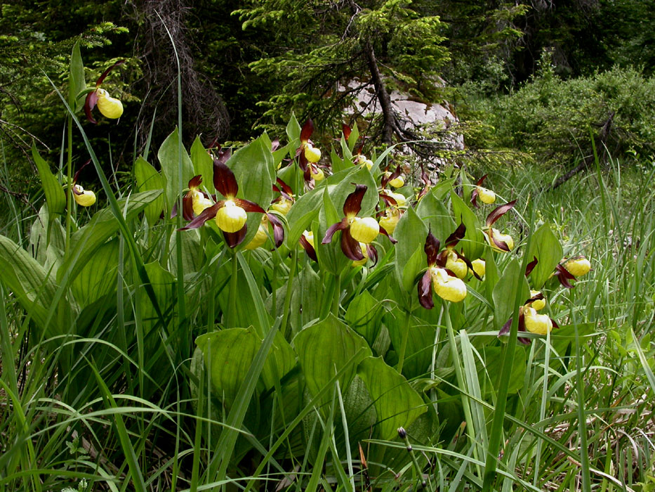 Cypripedium calceolus