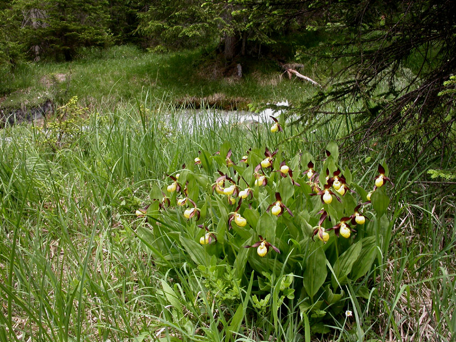 Cypripedium calceolus