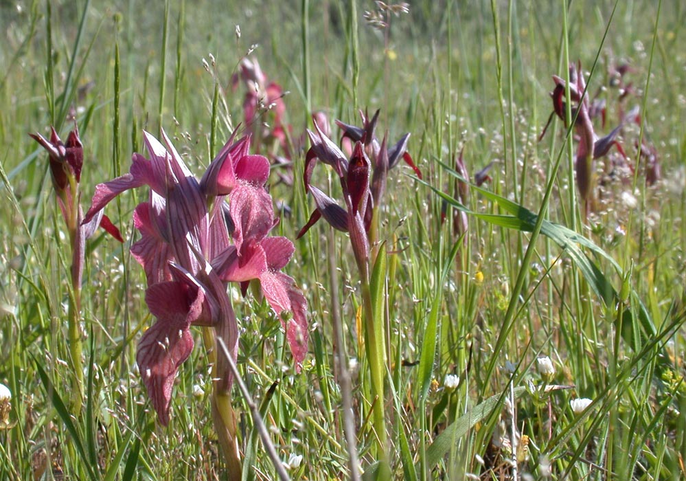 Serapias neglecta & strictiflora