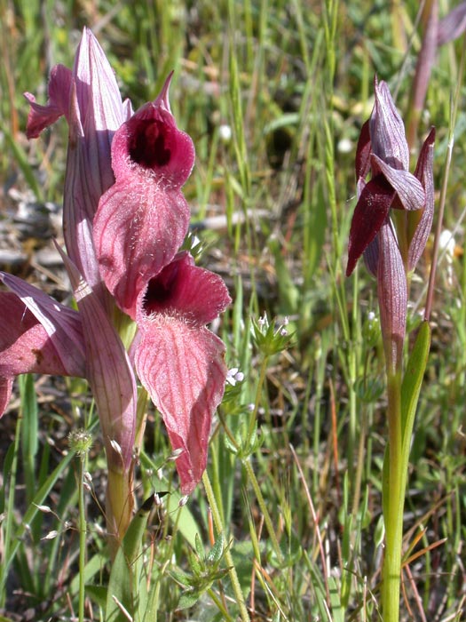 Serapias neglecta & strictiflora