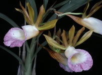 Galeandra stangeana