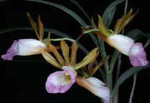 Galeandra stangeana