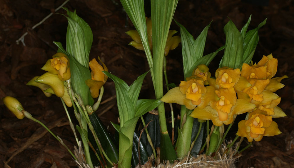 Expo de Biercée, mai 2006