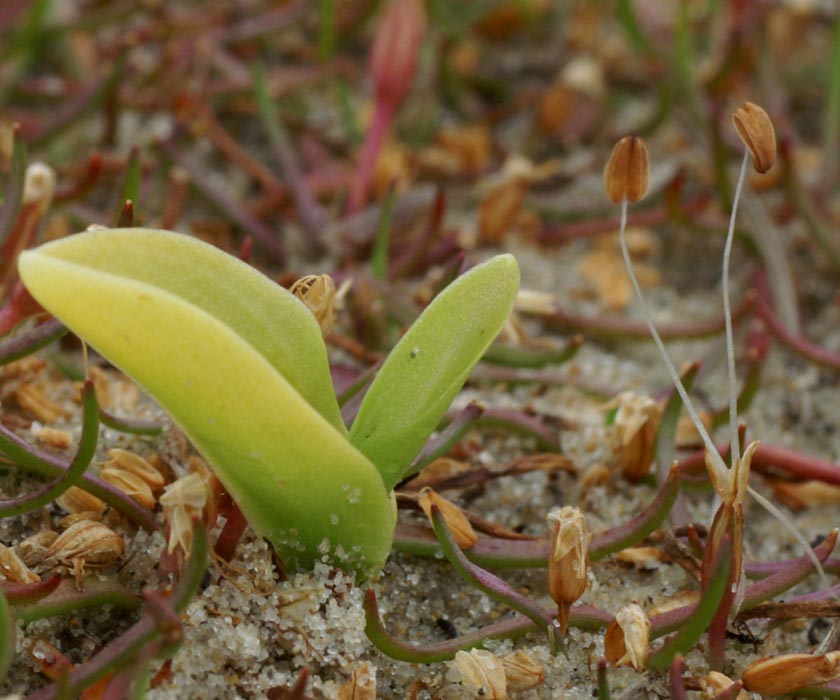 Jeune pousse avec Litorella uniflora