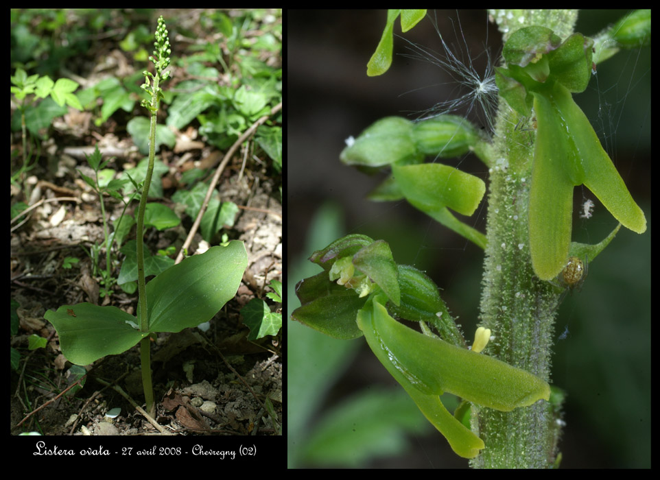 Listera ovata