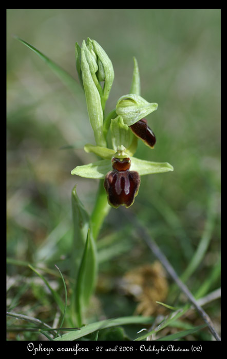 Ophrys aranifera