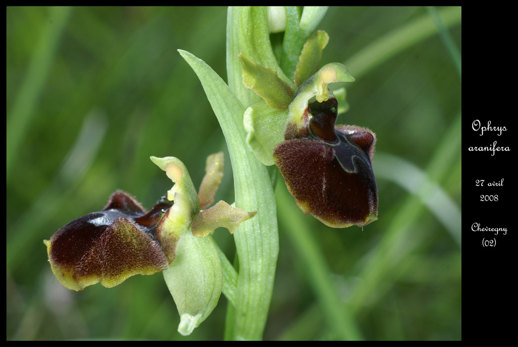 Ophrys aranifera2