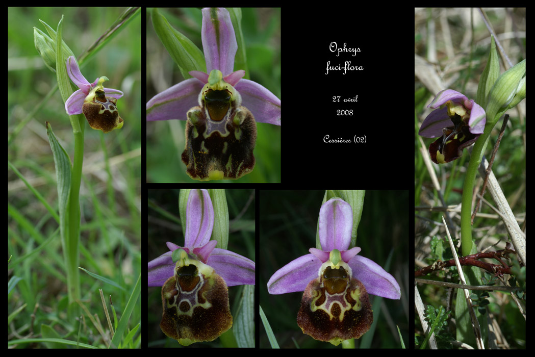 Ophrys fuci-flora