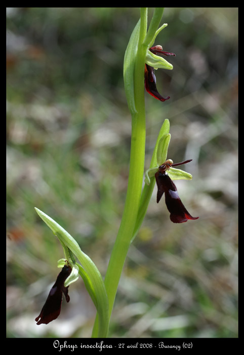 Ophrys insectifera