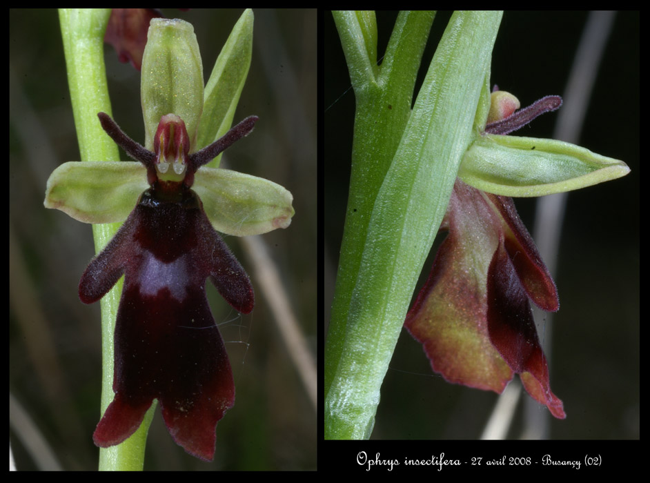 Ophrys insectifera2