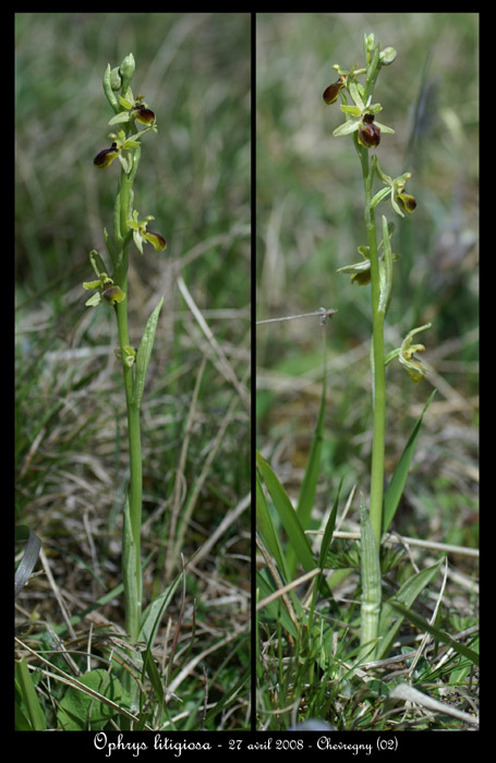 Ophrys litigiosa