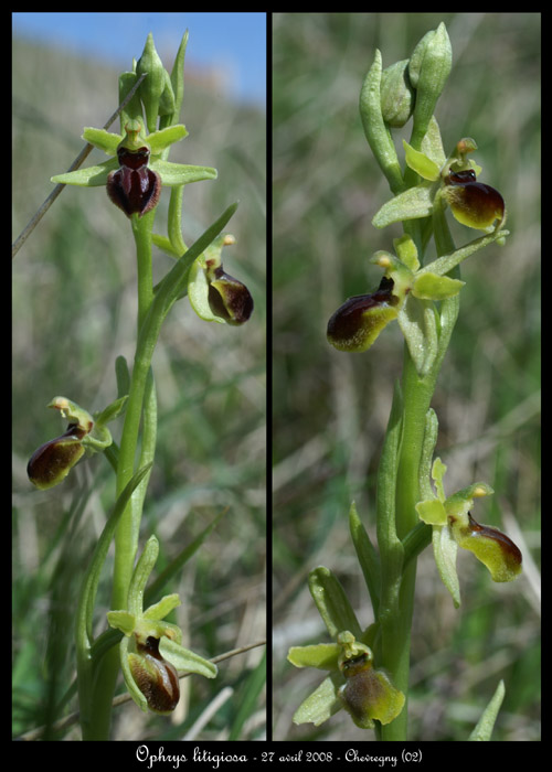 Ophrys litigiosa2