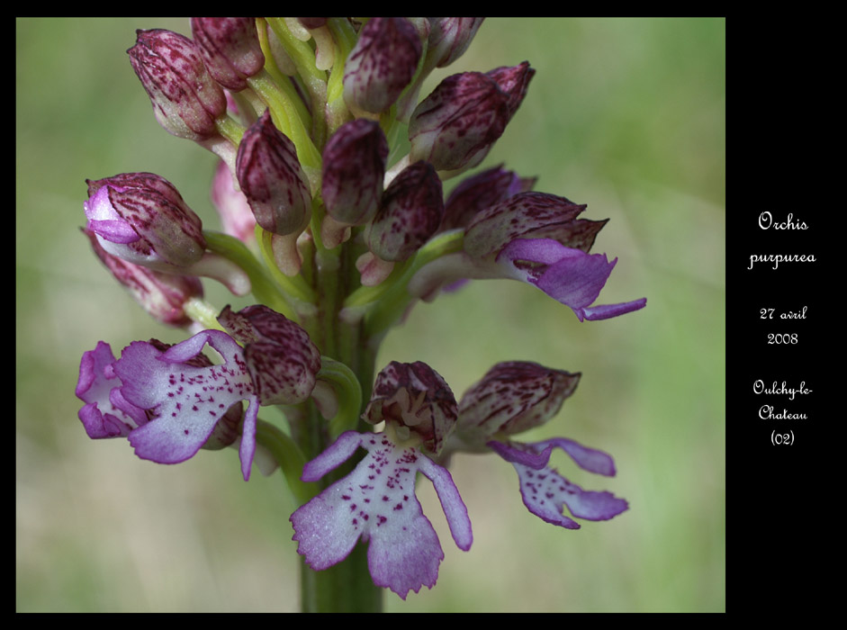 Orchis purpurea