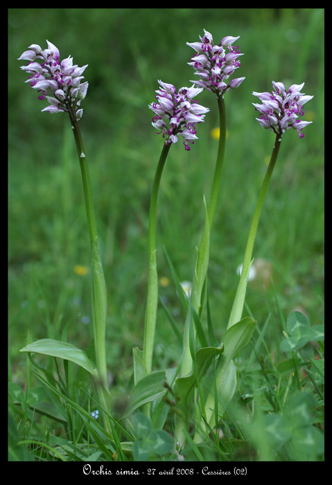 Orchis simia2