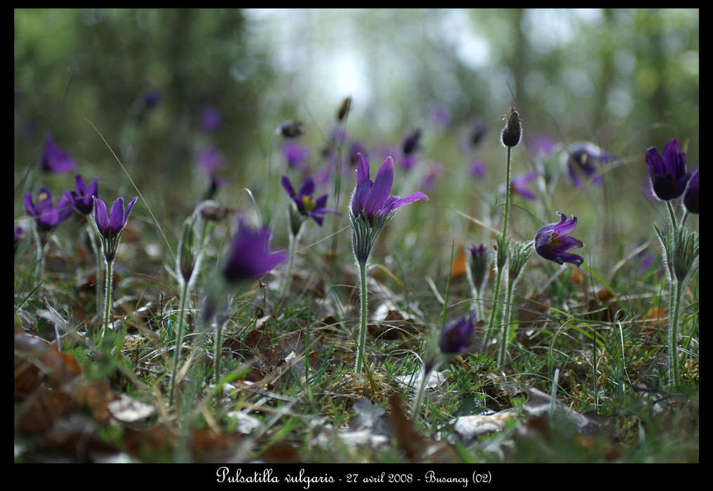 Pulsatilla